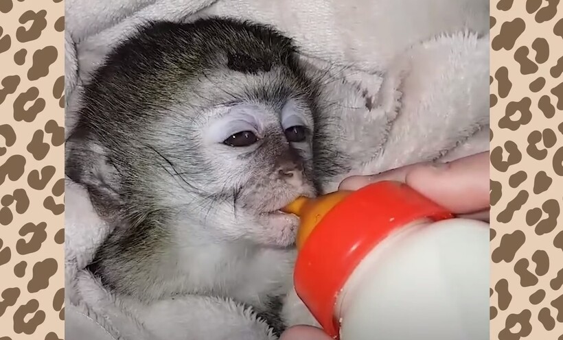 Блог - Видео: Муж и жена тратят по 20 часов в сутки, спасая тысячи вельветовых мартышек Видео: Муж и жена тратят по 20 часов в сутки, спасая тысячи вельветовых мартышек