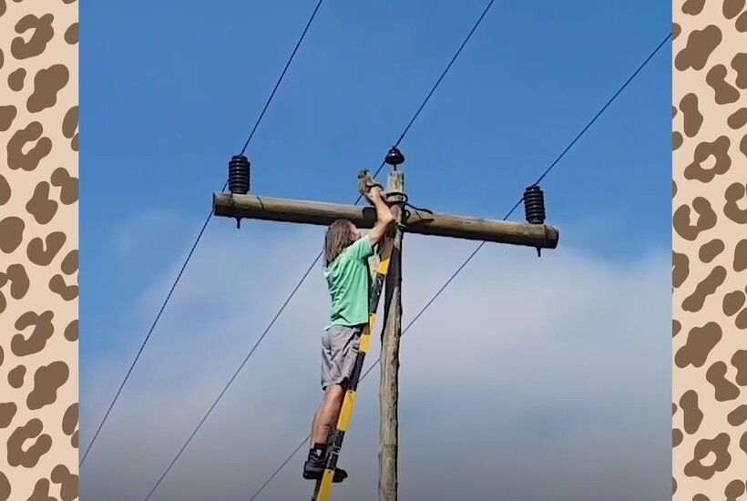 Блог - Видео: Муж и жена тратят по 20 часов в сутки, спасая тысячи вельветовых мартышек Видео: Муж и жена тратят по 20 часов в сутки, спасая тысячи вельветовых мартышек