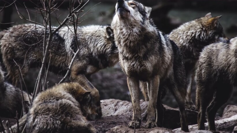 Блог - Видео: Мужчина спас волчонка из пожара, спустя год хищник вернул долг человеку Видео: Мужчина спас волчонка из пожара, спустя год хищник вернул долг человеку