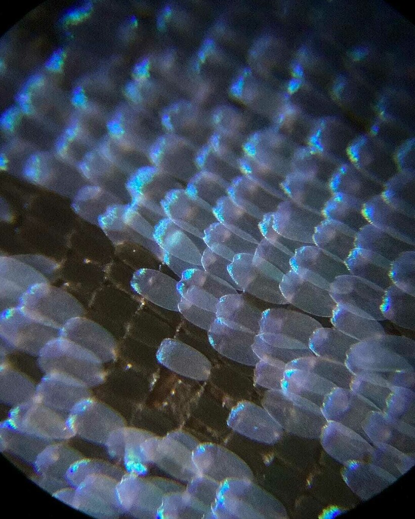 Блог - 17 микрофотографий, которые покажут с новой стороны мир, что кроется у нас под носом 17 микрофотографий, которые покажут с новой стороны мир, что кроется у нас под носом