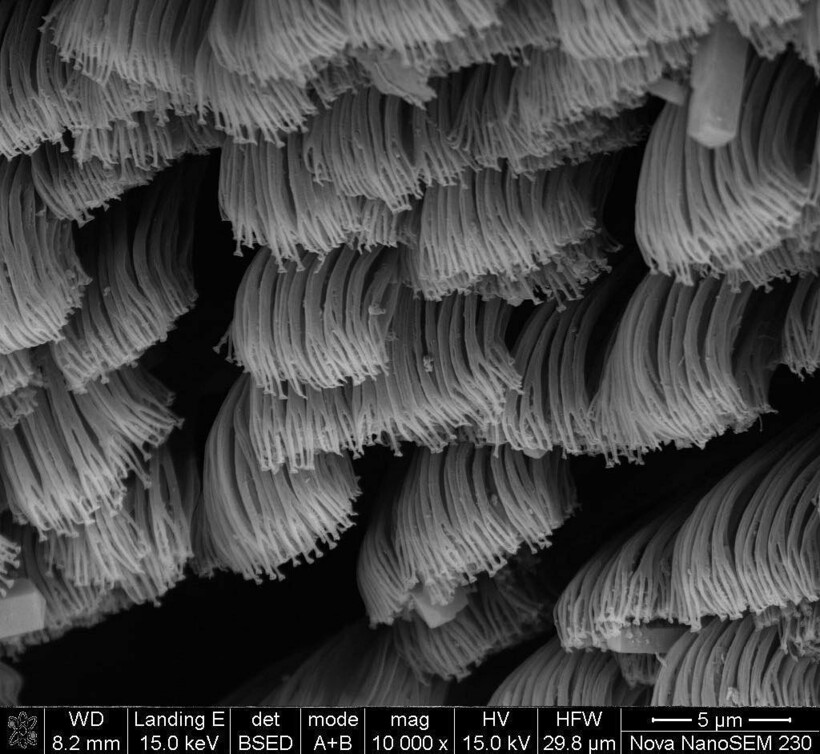 Блог - 17 микрофотографий, которые покажут с новой стороны мир, что кроется у нас под носом 17 микрофотографий, которые покажут с новой стороны мир, что кроется у нас под носом