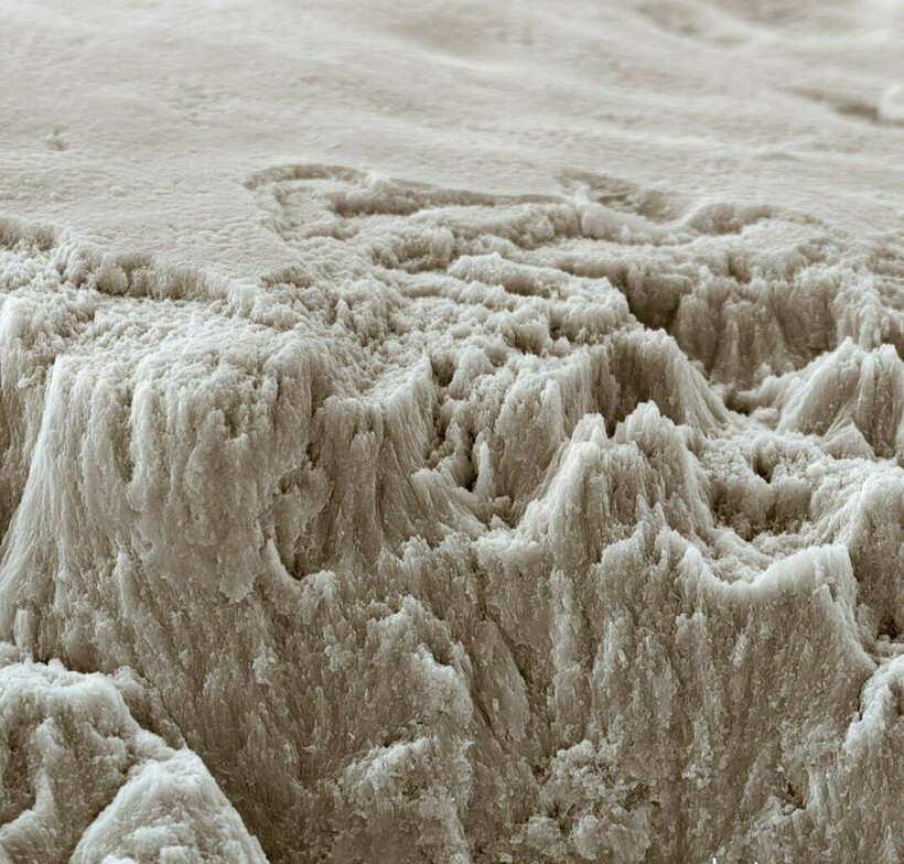 Блог - 17 микрофотографий, которые покажут с новой стороны мир, что кроется у нас под носом 17 микрофотографий, которые покажут с новой стороны мир, что кроется у нас под носом