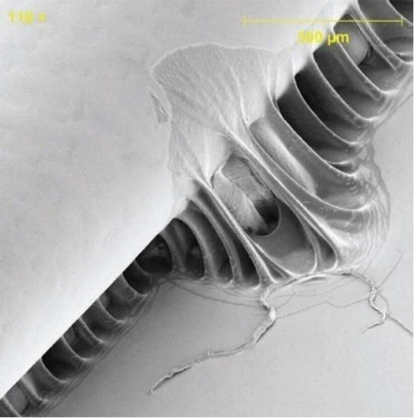 Блог - 17 микрофотографий, которые покажут с новой стороны мир, что кроется у нас под носом 17 микрофотографий, которые покажут с новой стороны мир, что кроется у нас под носом