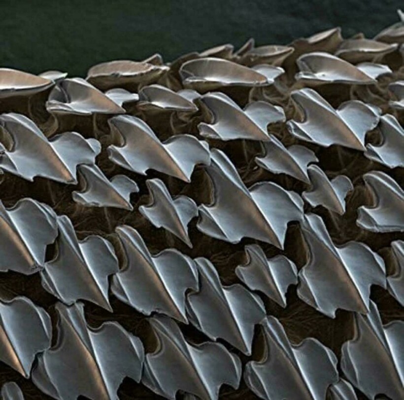 Блог - 17 микрофотографий, которые покажут с новой стороны мир, что кроется у нас под носом 17 микрофотографий, которые покажут с новой стороны мир, что кроется у нас под носом