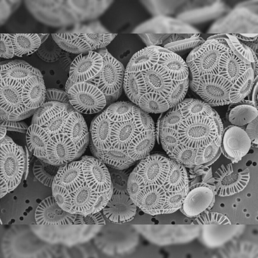 Блог - 17 микрофотографий, которые покажут с новой стороны мир, что кроется у нас под носом 17 микрофотографий, которые покажут с новой стороны мир, что кроется у нас под носом