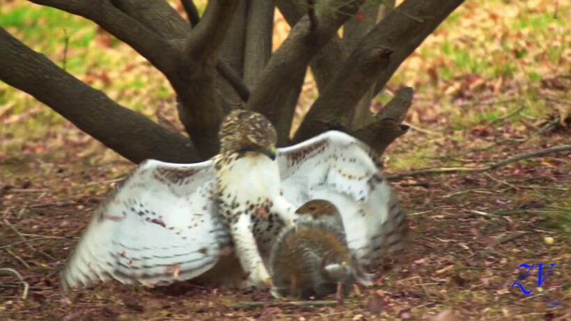 Блог - Видео: Белка, как ниндзя, совершает потрясающий побег от атаки ястреба Видео: Белка, как ниндзя, совершает потрясающий побег от атаки ястреба
