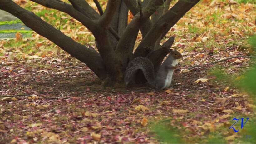 Блог - Видео: Белка, как ниндзя, совершает потрясающий побег от атаки ястреба Видео: Белка, как ниндзя, совершает потрясающий побег от атаки ястреба