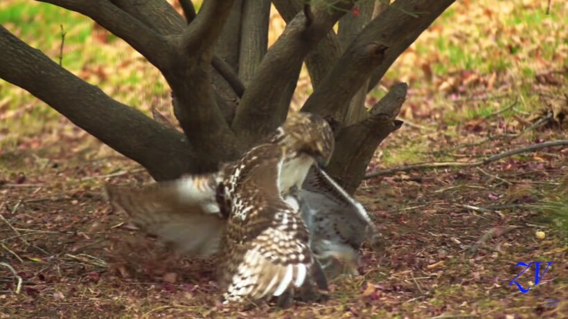 Блог - Видео: Белка, как ниндзя, совершает потрясающий побег от атаки ястреба Видео: Белка, как ниндзя, совершает потрясающий побег от атаки ястреба