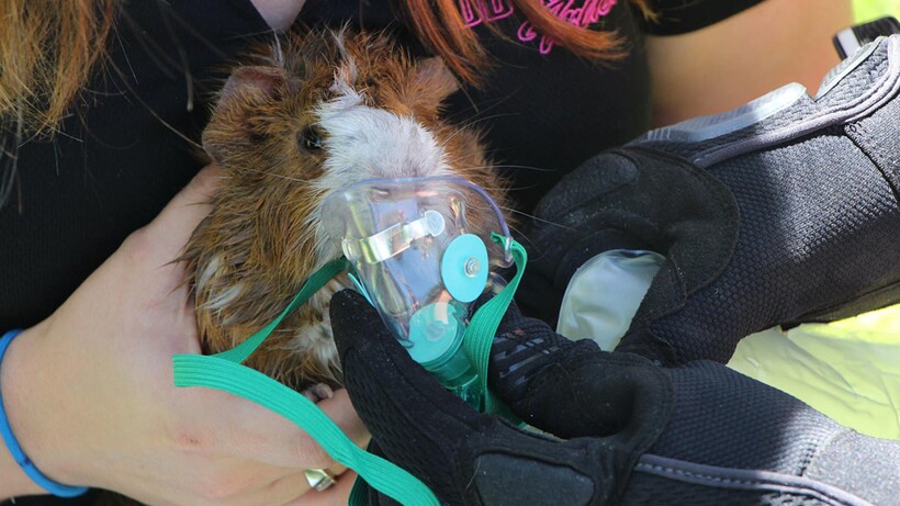 Блог - 17 фото пожарных и спасенных ими животных, ради которых люди рискнули жизнью 17 фото пожарных и спасенных ими животных, ради которых люди рискнули жизнью