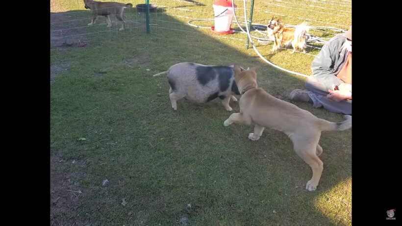 Блог - Видео: Поросенок чувствует себя своим среди собак Видео: Поросенок чувствует себя своим среди собак