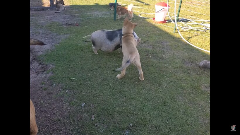 Блог - Видео: Поросенок чувствует себя своим среди собак Видео: Поросенок чувствует себя своим среди собак