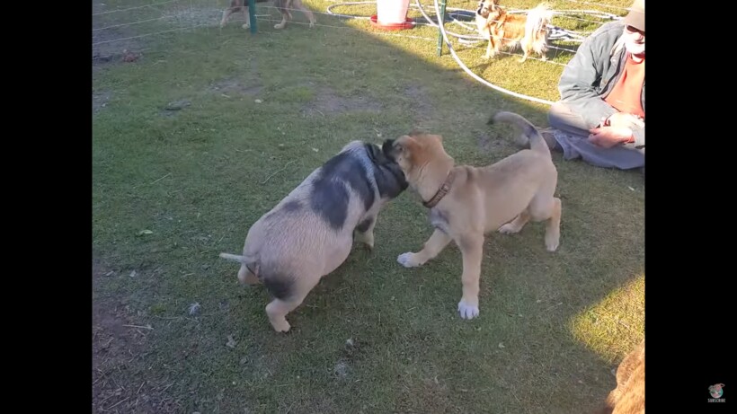 Блог - Видео: Поросенок чувствует себя своим среди собак Видео: Поросенок чувствует себя своим среди собак