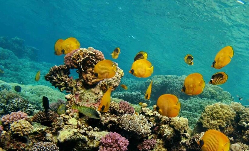 Блог - Видео: Кто ждет туриста под водой парка Рас-Мохаммед в Египте Видео: Кто ждет туриста под водой парка Рас-Мохаммед в Египте