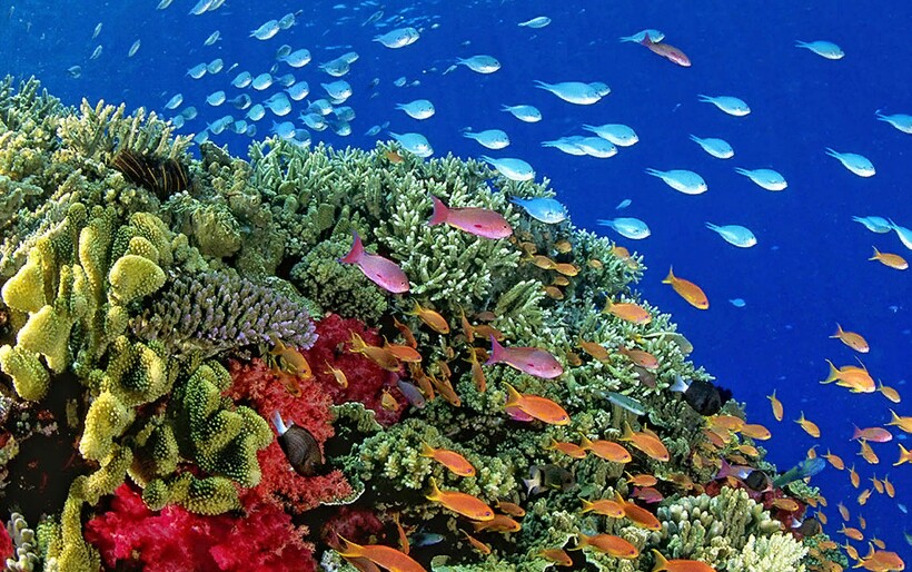 Блог - Видео: Кто ждет туриста под водой парка Рас-Мохаммед в Египте Видео: Кто ждет туриста под водой парка Рас-Мохаммед в Египте