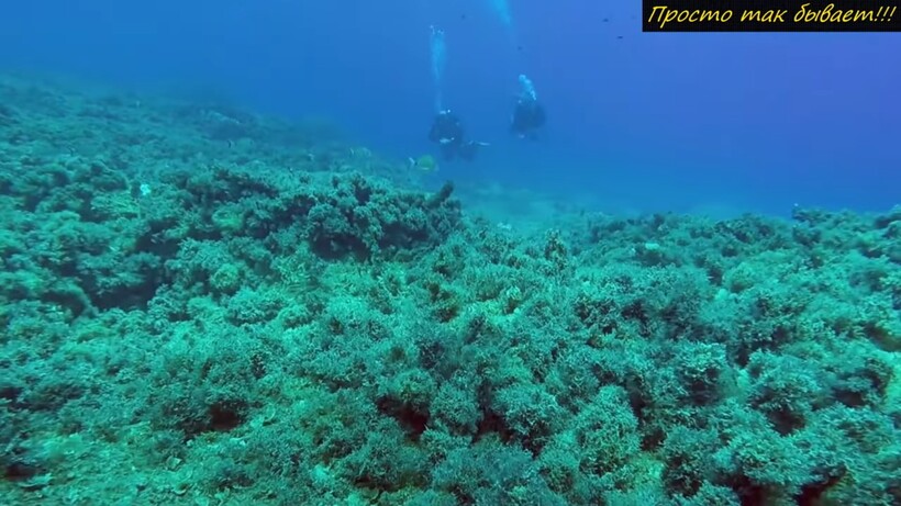 Блог - Видео: Ученые впервые засняли очень редкое явление на дне океана Видео: Ученые впервые засняли очень редкое явление на дне океана