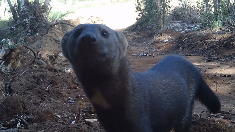 Блог - Тайра — огромная и прожорливая куница, которая нападает на обезьян и разоряет ульи Тайра — огромная и прожорливая куница, которая нападает на обезьян и разоряет ульи
