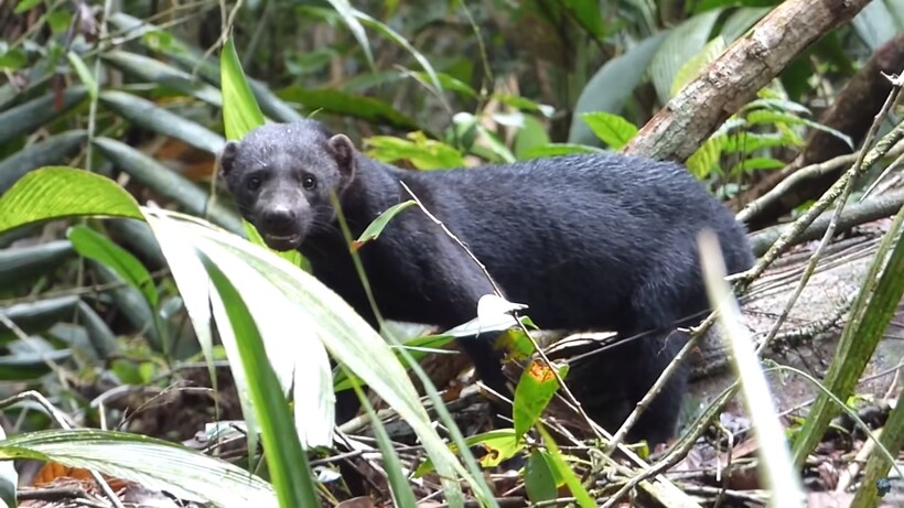 Блог - Тайра — огромная и прожорливая куница, которая нападает на обезьян и разоряет ульи Тайра — огромная и прожорливая куница, которая нападает на обезьян и разоряет ульи