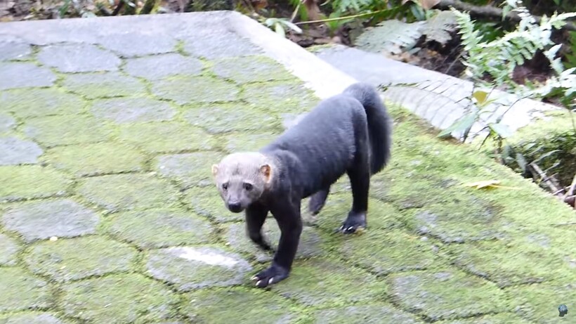 Блог - Тайра — огромная и прожорливая куница, которая нападает на обезьян и разоряет ульи Тайра — огромная и прожорливая куница, которая нападает на обезьян и разоряет ульи