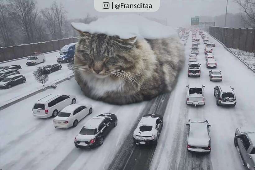 Блог - Котзиллы среди нас: 16 фото котов внушительных размеров, которые заполонили города Котзиллы среди нас: 16 фото котов внушительных размеров, которые заполонили города