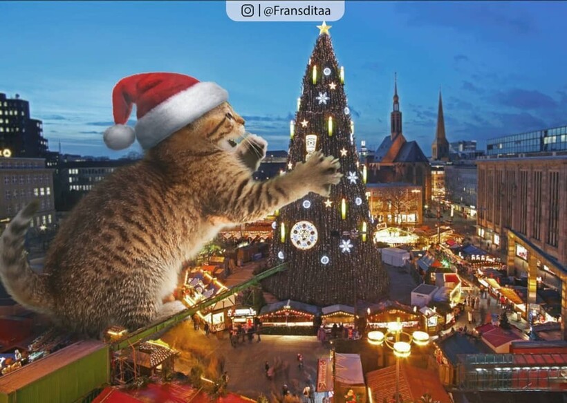 Блог - Котзиллы среди нас: 16 фото котов внушительных размеров, которые заполонили города Котзиллы среди нас: 16 фото котов внушительных размеров, которые заполонили города