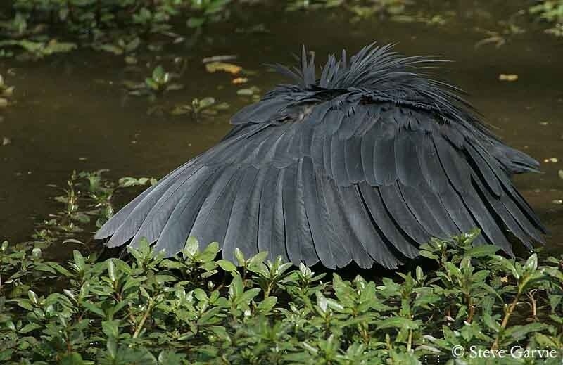 Самый хитрый охотник Самый хитрый охотник