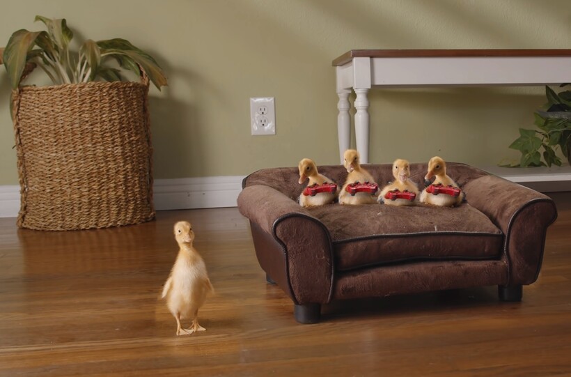 «Сбежавший утенок и кот»: как хозяин животных снимает о них короткометражные фильмы