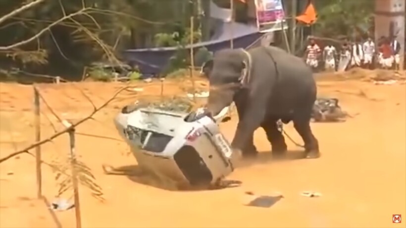 Блог - Видео: Невероятные случаи с животными на дороге, снятые на камеру Видео: Невероятные случаи с животными на дороге, снятые на камеру