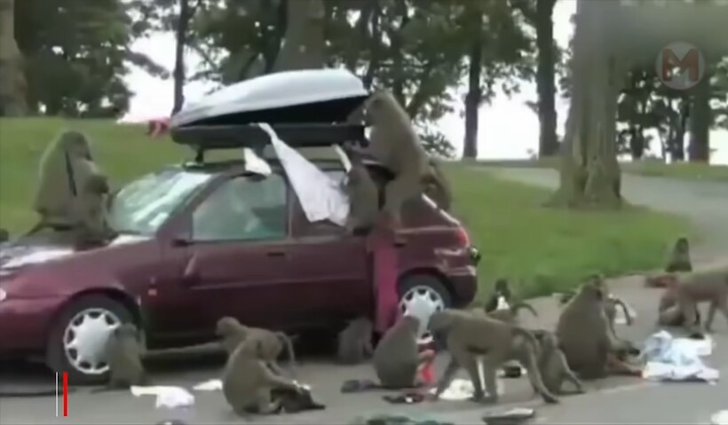 Блог - Видео: Невероятные случаи с животными на дороге, снятые на камеру Видео: Невероятные случаи с животными на дороге, снятые на камеру