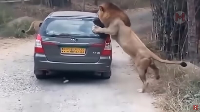 Блог - Видео: Невероятные случаи с животными на дороге, снятые на камеру Видео: Невероятные случаи с животными на дороге, снятые на камеру