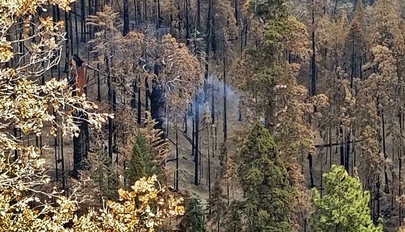 Но оказалось, что это тлеет дерево. И тлеет оно с прошлого августа