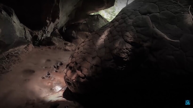 Блог - Видео: В лесу нашли камень, похожий на настоящую гигантскую змею Видео: В лесу нашли камень, похожий на настоящую гигантскую змею