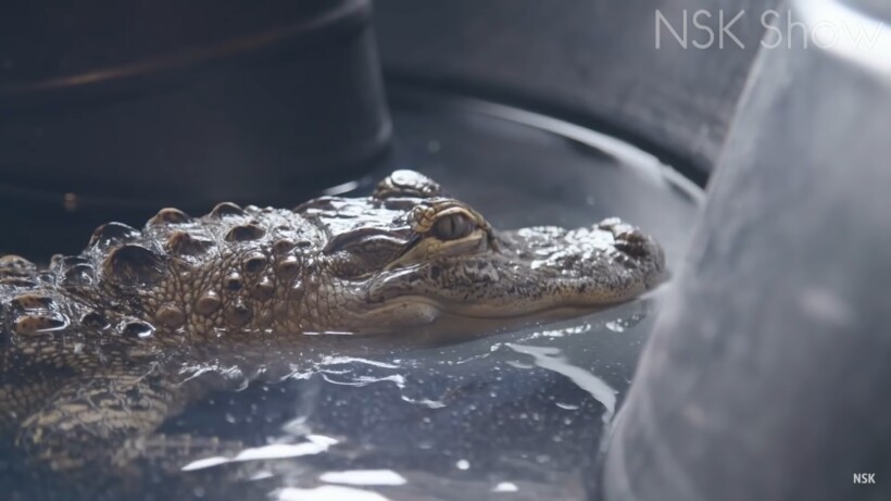 Блог - Видео: Находки в подвалах, которые лишают сна и аппетита Видео: Находки в подвалах, которые лишают сна и аппетита