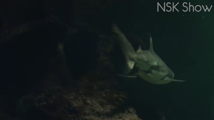 Блог - Видео: Находки в подвалах, которые лишают сна и аппетита Видео: Находки в подвалах, которые лишают сна и аппетита