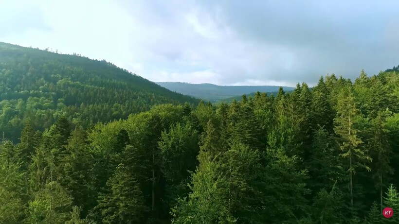 Блог - Видео: Почему заблудившиеся в лесу ходят кругами Видео: Почему заблудившиеся в лесу ходят кругами