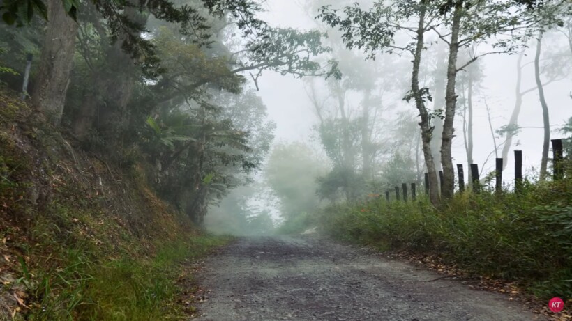 Блог - Видео: Почему заблудившиеся в лесу ходят кругами Видео: Почему заблудившиеся в лесу ходят кругами