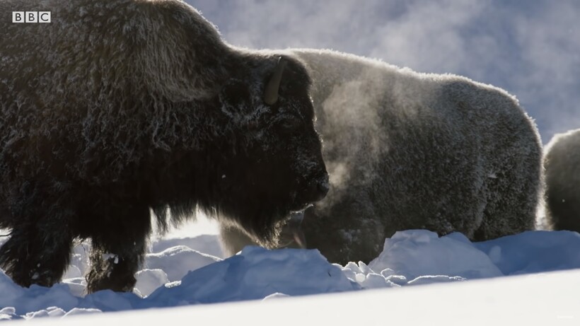 Блог - Видео: Как бизоны помогают лисам охотиться в заснеженной степи Видео: Как бизоны помогают лисам охотиться в заснеженной степи