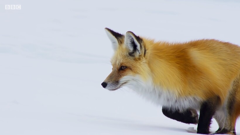 Блог - Видео: Как бизоны помогают лисам охотиться в заснеженной степи Видео: Как бизоны помогают лисам охотиться в заснеженной степи