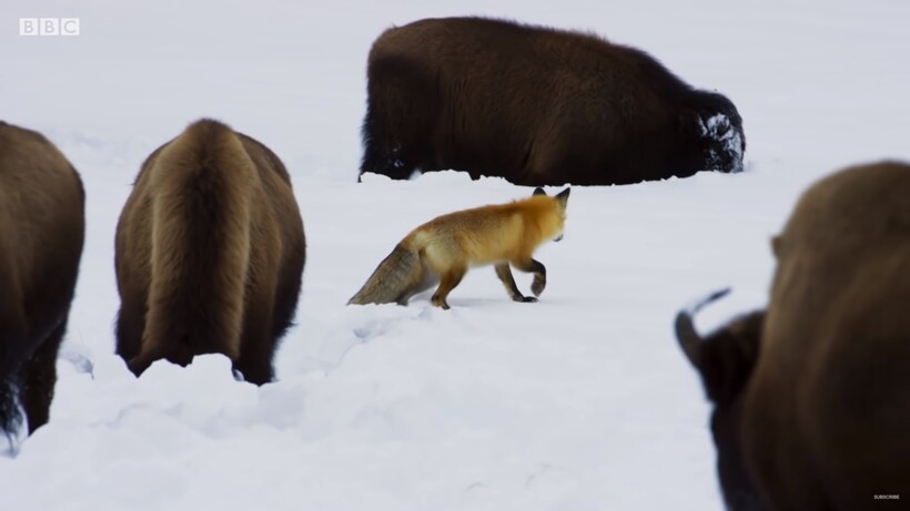 Блог - Видео: Как бизоны помогают лисам охотиться в заснеженной степи Видео: Как бизоны помогают лисам охотиться в заснеженной степи