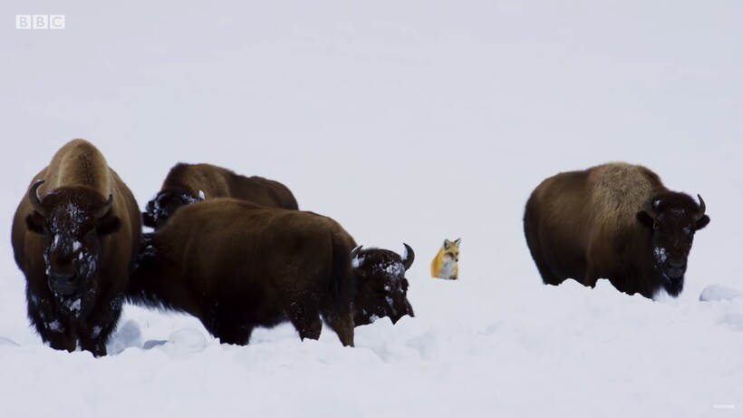 Блог - Видео: Как бизоны помогают лисам охотиться в заснеженной степи Видео: Как бизоны помогают лисам охотиться в заснеженной степи