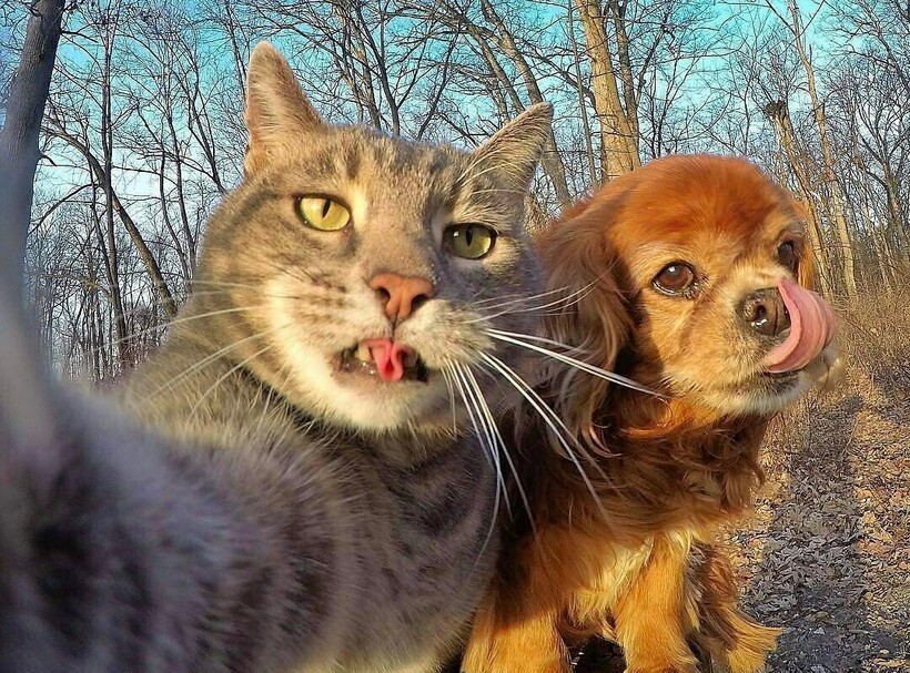 Блог - Короли Instagram: 12 забавных селфи, сделанных котами Короли Instagram: 12 забавных селфи, сделанных котами