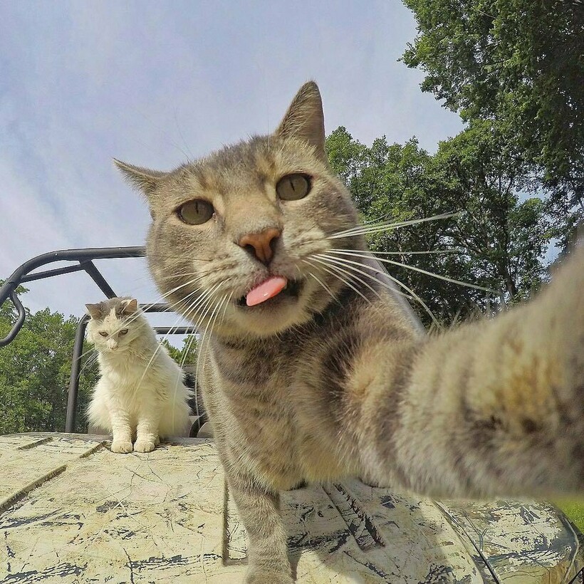 Блог - Короли Instagram: 12 забавных селфи, сделанных котами Короли Instagram: 12 забавных селфи, сделанных котами