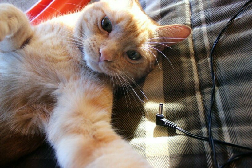 Блог - Короли Instagram: 12 забавных селфи, сделанных котами Короли Instagram: 12 забавных селфи, сделанных котами