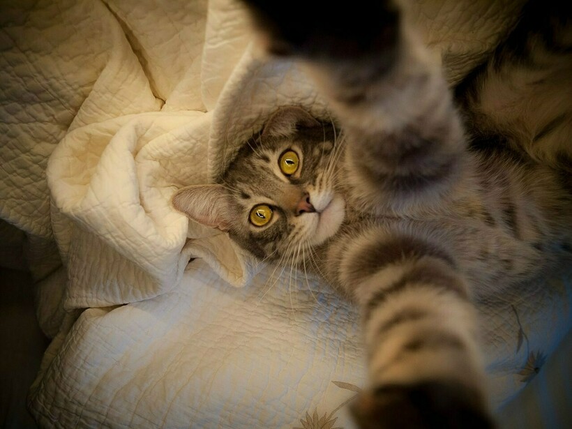 Блог - Короли Instagram: 12 забавных селфи, сделанных котами Короли Instagram: 12 забавных селфи, сделанных котами