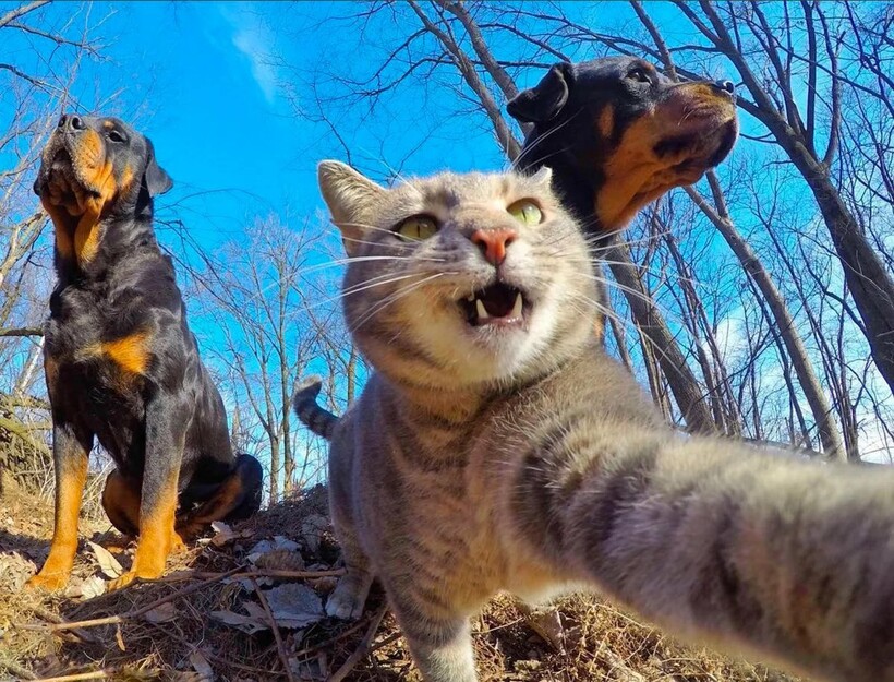 Блог - Короли Instagram: 12 забавных селфи, сделанных котами Короли Instagram: 12 забавных селфи, сделанных котами