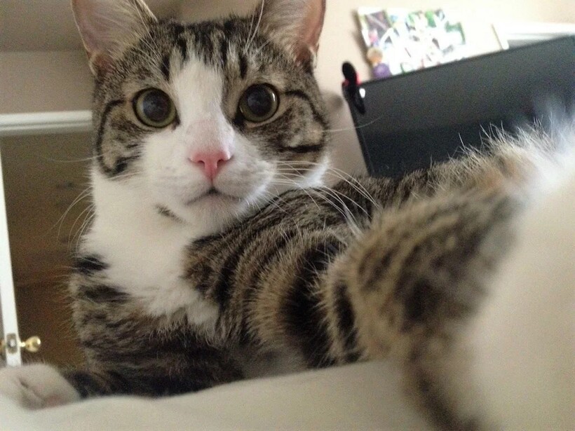 Блог - Короли Instagram: 12 забавных селфи, сделанных котами Короли Instagram: 12 забавных селфи, сделанных котами