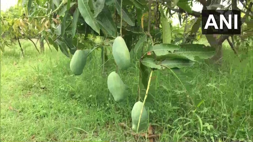 Плодоносит всего четыре дерева из 150