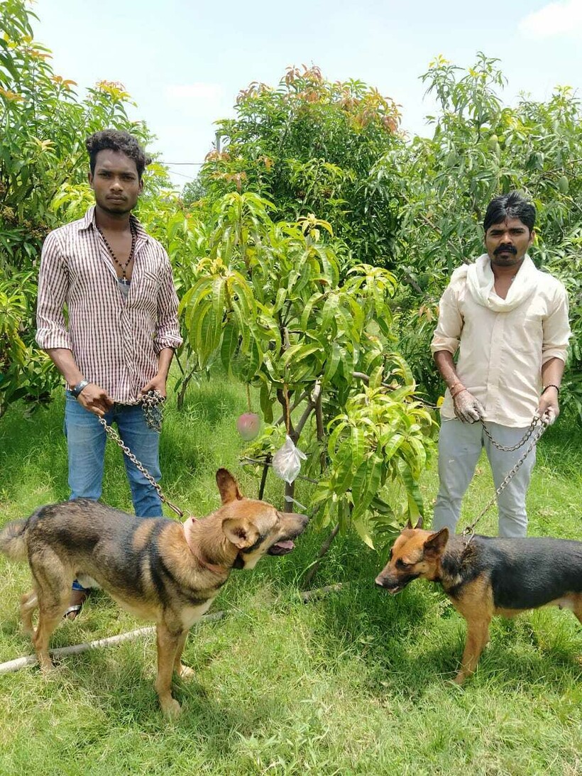 Фермеры наняли охранников, чтобы уберечь свой сад