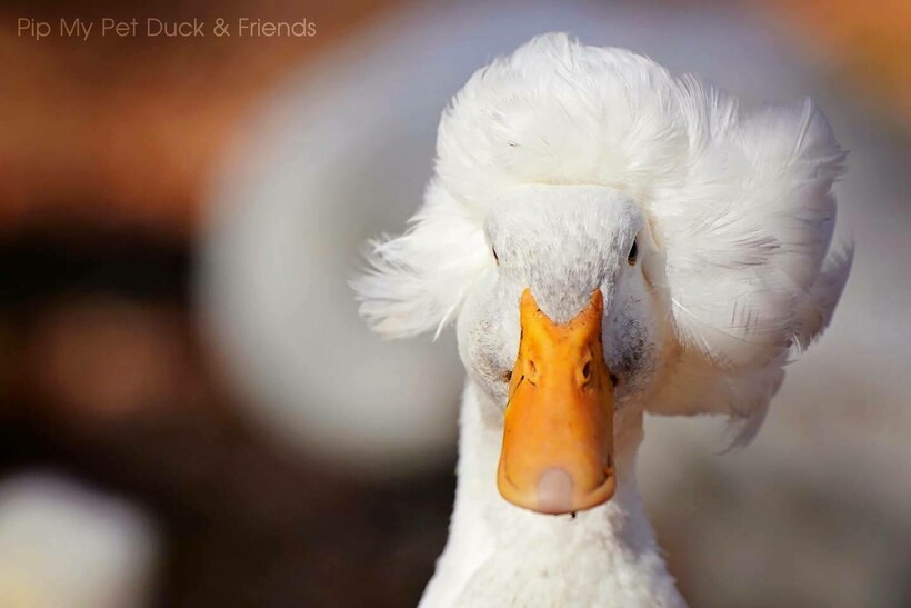 Фото со страницы Pip, my pet duck and friends Фото со страницы Pip, my pet duck and friends