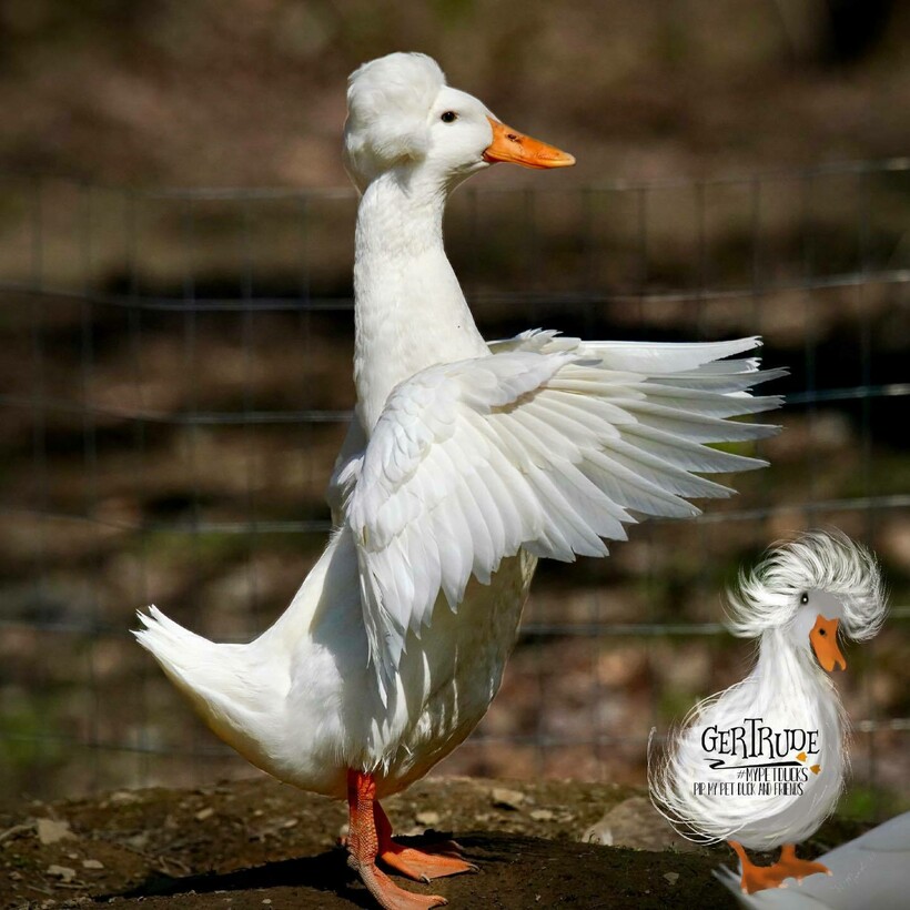Фото со страницы Pip, my pet duck and friends Фото со страницы Pip, my pet duck and friends