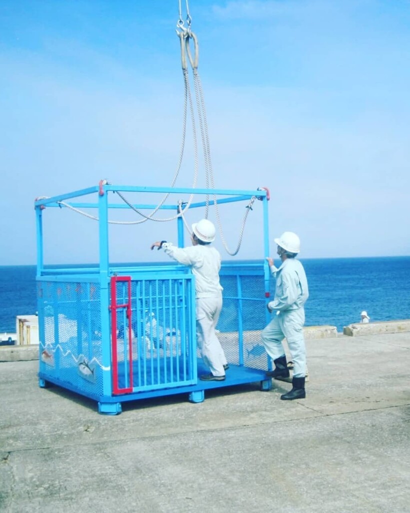 Такая клетка служит лифтом Такая клетка служит лифтом